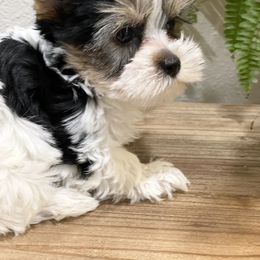 Maltese and Yorkshire Terrier Puppies from Precious Paws Maltese and Yorkies