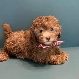 Moose - Cafe au lait male Poodle puppy in Lakeland, Florida from Blessed Beginnings Puppies