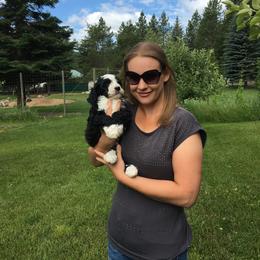 Bernedoodle Puppies from HooDoodles