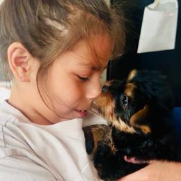 Pink - Black and tan female Yorkshire Terrier puppy in Fairfield, Connecticut from Yorkie Divas
