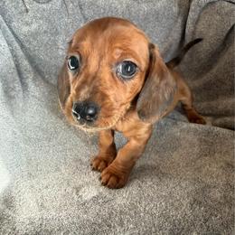 Little Lady - Cream female Dachshund puppy in Moriarty, New Mexico from Lil Smokey’s of New Mexico