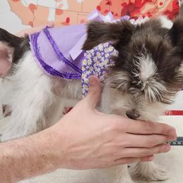 Goldendoodle and Miniature Schnauzer All Grown Up from Marvelous Mannered K9s of Texas