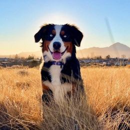 Hana - Australian Mountain Doodle