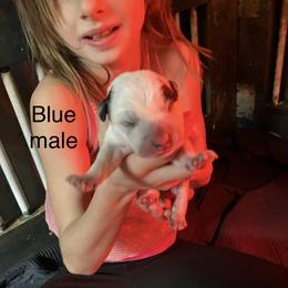 Orange collar - Blue speckled male Australian Cattle Dog puppy in Saint Albans, Maine from Australian Cattle Cuties and littles