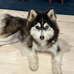 Cinnamon - Pomsky