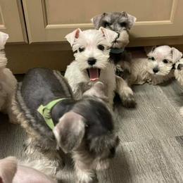 Miniature Schnauzers from Kiki’s Schnauzers