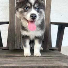 Mario - Blue male Pomsky puppy in Henderson, Kentucky from Paris Pomskies