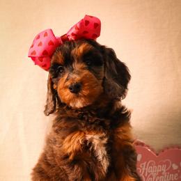 Prada - Tri-color female Bernedoodle puppy in Ohio from Moore Doodles