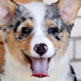 American Corgis, Collies, and Pembroke Welsh Corgis from Voneida Collies & Corgis