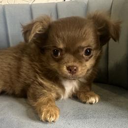 Joey - Chocolate and tan male Chihuahua puppy in Northboro, Iowa from So Sweet Chihuahuas