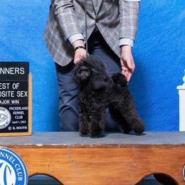 Meeka - Poodle