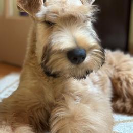 Puppies mom as a baby - Wheaten male Soft Coated Wheaten Terrier puppy in Gainesville, Virginia from Cross the Rubicon