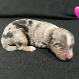 Girl 1 - Blue merle female Miniature Australian Shepherd puppy in Lubbock, Texas from Reveille awesome aussies