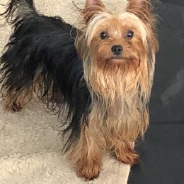Sandia - Yorkshire Terrier