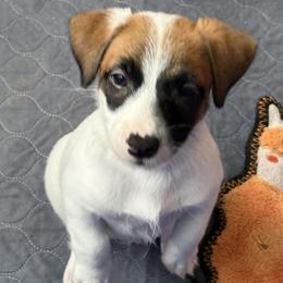 Female 3 - Brown and white female Jack Russell Terrier puppy in Williston, Florida from CP FARMS BORDER COLLIES N JACKS CORP