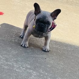Romeo - Blue fawn male French Bulldog puppy in Union City, Tennessee from West Tennesse Frenchies