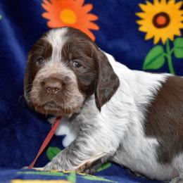 Parton - Liver white and roan male English Springer Spaniel puppy in Chapmansboro, Tennessee from Balthrop Bend Farms