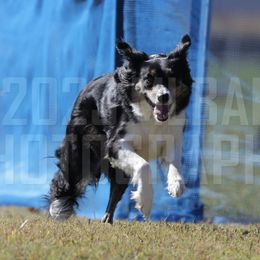 Border Collies from Phantom Border Collies