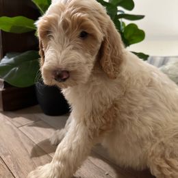 “Boston” - Goldendoodle puppy from Valentine Kennels