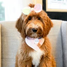 Daisy - Goldendoodle