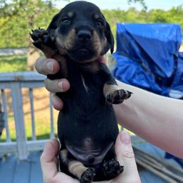 Grumpy - Black and cream male Dachshund puppy in Chelsea, Oklahoma from Renee's Dachshund's