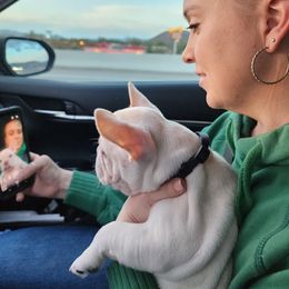French Bulldog Puppies from Shawhan Family Frenchies