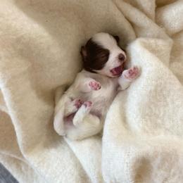Eclair - Chocolate female Pomsky puppy in Sanbornton, New Hampshire from Kristie’s Husky Haven