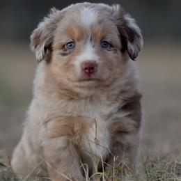 Flutter - Red merle female Miniature Australian Shepherd puppy in Hartman, Arkansas from Southern Edition Aussies