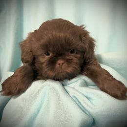 Archer - Liver male Shih Tzu puppy in Tallahassee, Florida from Bows and Bow Ties