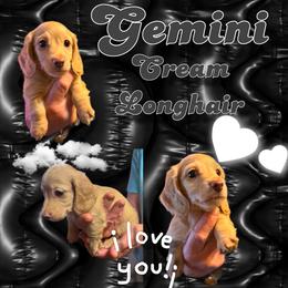 Gemini - Red male Dachshund puppy in Brazil, Indiana from King Duke Dachshunds