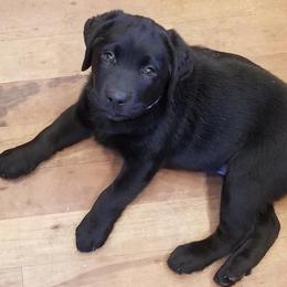 Labrador Retriever Puppies from Midnight Valley Labradors