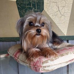 Baby - Yorkshire Terrier