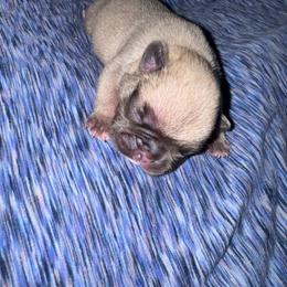 Clyde - Fawn male French Bulldog puppy in Amarillo, Texas from Bomb City Bulldogs