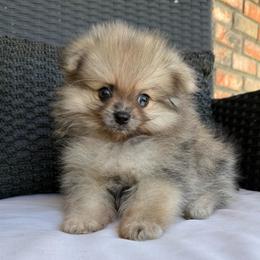 Simon - Chocolate merle male Pomeranian puppy in San Jacinto, California from Savvypomeranians