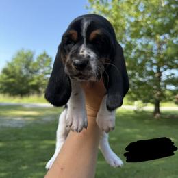 Black Big John - Black brown and white male Basset Hound puppy in Fair Grove, Missouri from Carrier Bassets