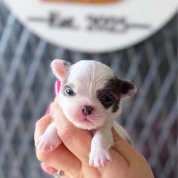 Cora - Blue and white female Chihuahua puppy in Harrison, Michigan from Cloud9 Chihuahuas