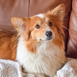 Muffin - Pembroke Welsh Corgi