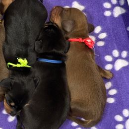 Red collar - Chocolate and tan male Dachshund puppy in Shawnee, Oklahoma from Magic Eagle Miniature Dachshunds