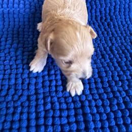 Patricia - Apricot female Maltipoo puppy in Lawrenceburg, Tennessee from LUV Poodles and Maltipoos