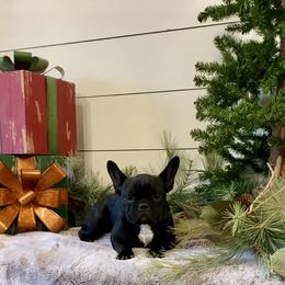 Girl 1 - Brindle French Bulldog puppy in Watkinsville, Georgia from Tara's Frenchies