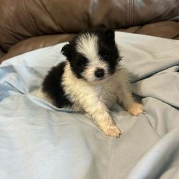 Bronco - Black parti male Pomeranian puppy in Clinton, Tennessee from Liza’s Aussies & Poms