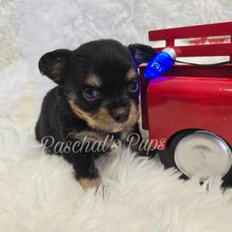Peppermint - Black and tan female Chihuahua puppy in Bowdon, Georgia from Paschal's Pups