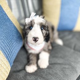 Luna - Merle female Bernedoodle puppy in Springville, Utah from Happy Doodle