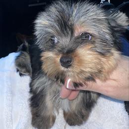 Beauty - Black and tan female Yorkshire Terrier puppy in Cape Coral, Florida from Katherine’s Yorkies and Poodles