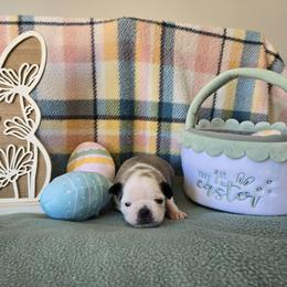 Boy 3 (Panda) - Cream male Pug puppy in Auburn, Kentucky from Prentice Family Pugs