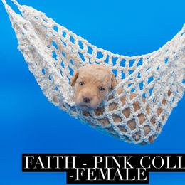 Faith - Apricot female Goldendoodle puppy in Norfolk, Virginia from 757 Doodles