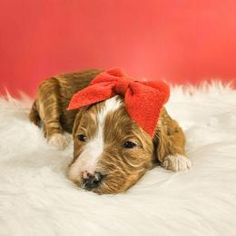 Anna - Red female Bernedoodle puppy in Russell Springs, Kentucky from 270 Doodles