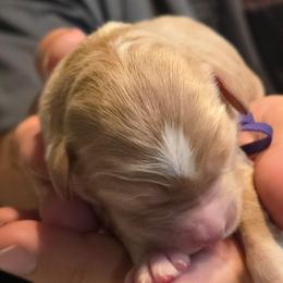 Finnegan - purple collar - Finn - Phantom male Goldendoodle puppy in Phoenix, Arizona from Kerri's Goldendoodles
