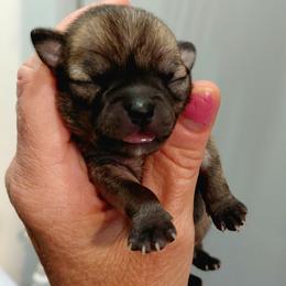 Akc champion sired Sable male - Black sabled fawn male Chihuahua puppy in Bloomington, Indiana from TJs Chihuahuas