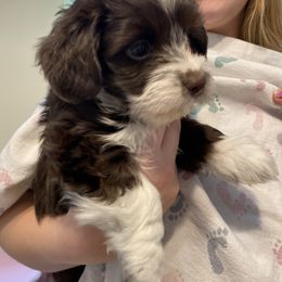 Havanese Puppies from Coco’s Puppies